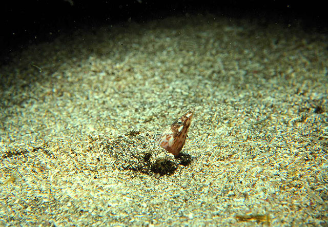 Apterichtus caecus (Anguilla serpente nuda)